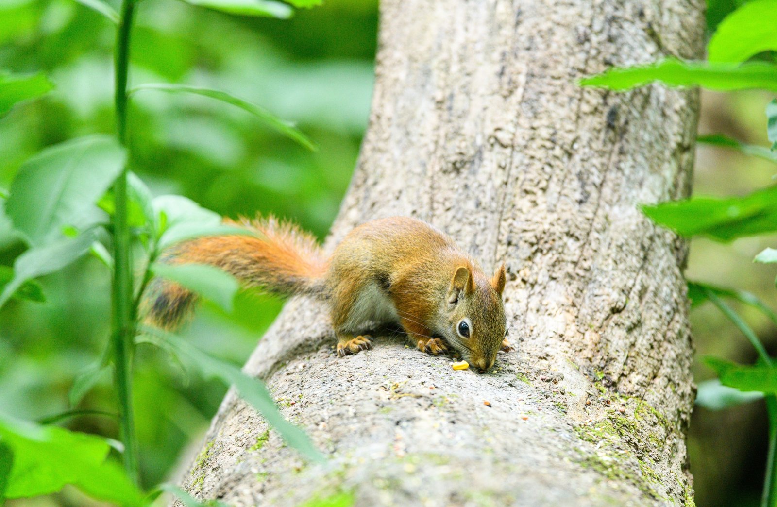 Agile squirrel traveling through forest branches during the day searching for food
