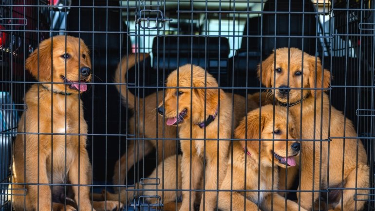 puppy safely resting inside a travel crate secured in car seat for comfortable car trip