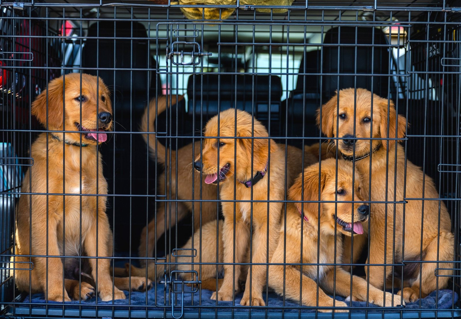 puppy safely resting inside a travel crate secured in car seat for comfortable car trip